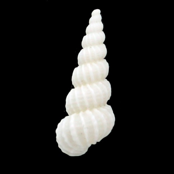 eusculptum 25,0mm