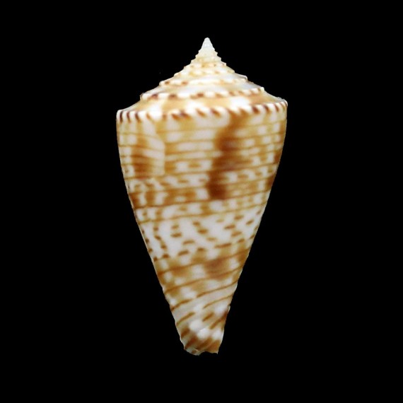 spirofilis 24,1mm