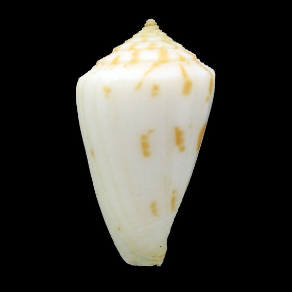 colmani 39,2mm BIG