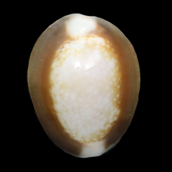 caputserpentis argentata 31,3mm
