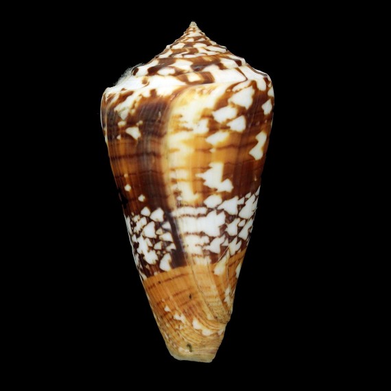 amadis castaneofasciatus 91,0mm BIG