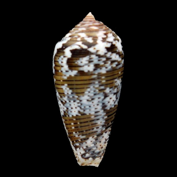 simonis 54,8mm