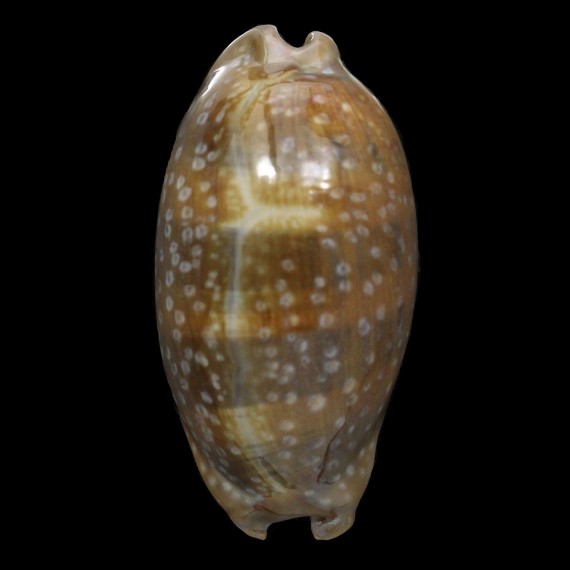 cervinetta 90,7mm