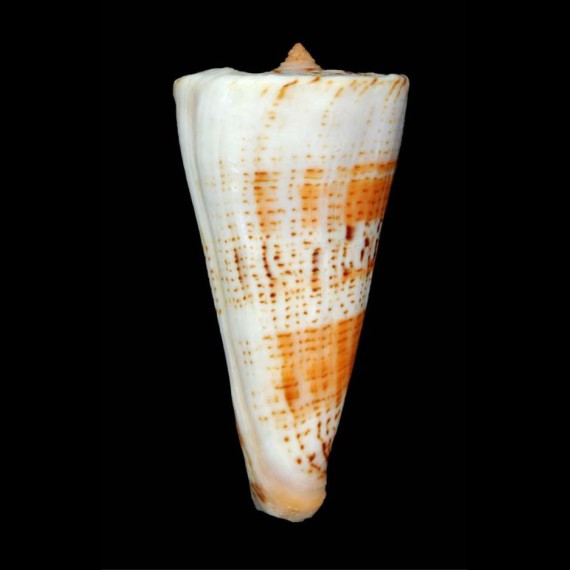 voluminalis