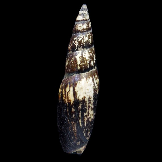 zonata 72,0mm
