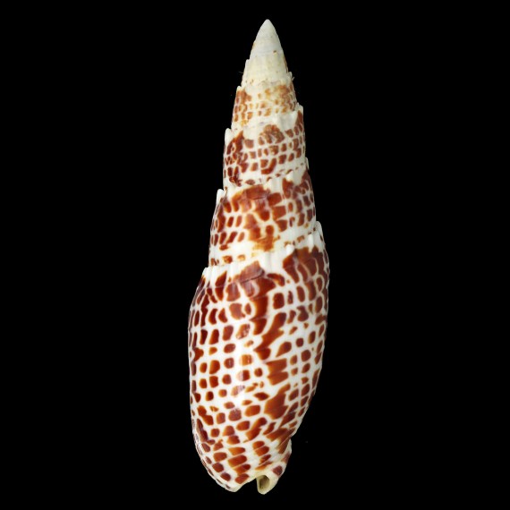 papalis 128,4mm
