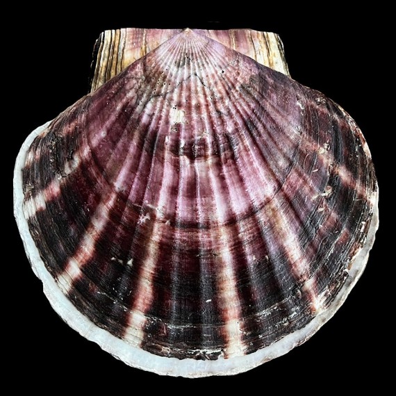 yessoensis 171,2mm BIG