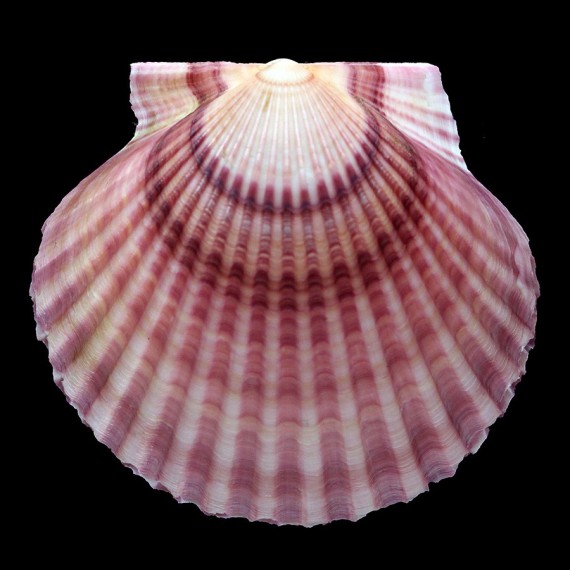 irradians 83,1mm