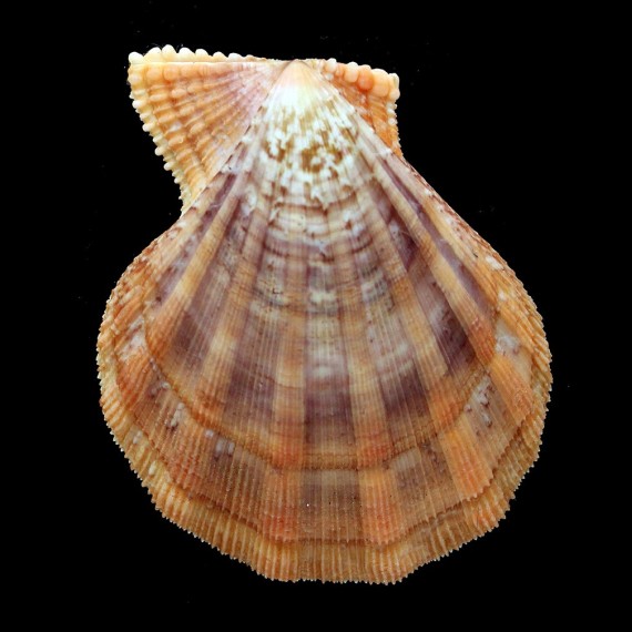 pesfelis 68,0mm
