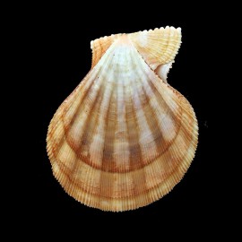 pesfelis 68,0mm