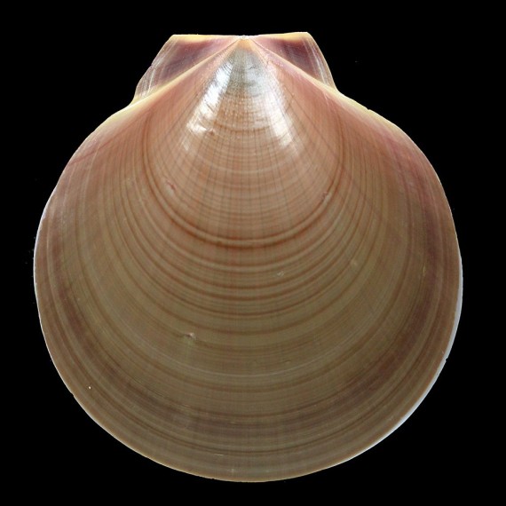 pleuronectes 84,1mm