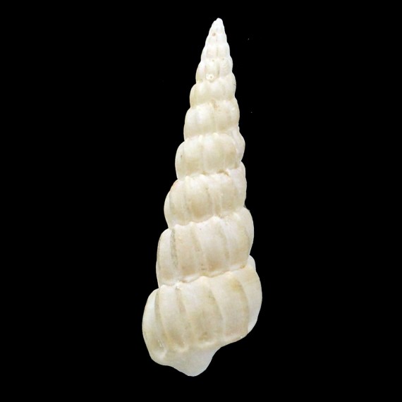 opalia 33,5mm