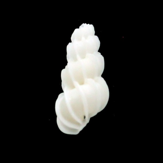 angulatum 16,6mm
