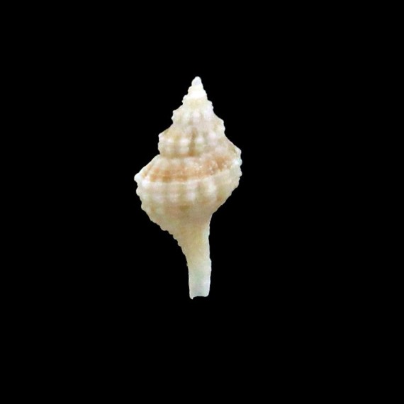 gruveli 11,3mm RARE