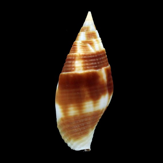 arnaloti 38,8mm BIG