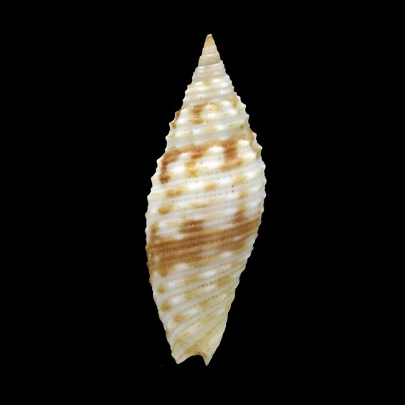 foveolata 24,5mm