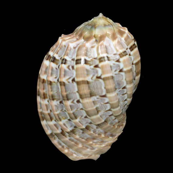 harpa major 76,5mm TAHITI