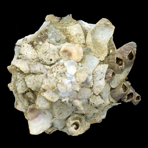 pallidula 79,5mm JAPAN