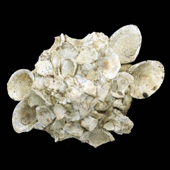 neozelanica 106,7mm