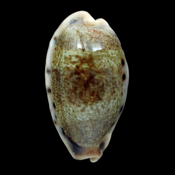 caurica quinquefasciata 54,2mm BIG