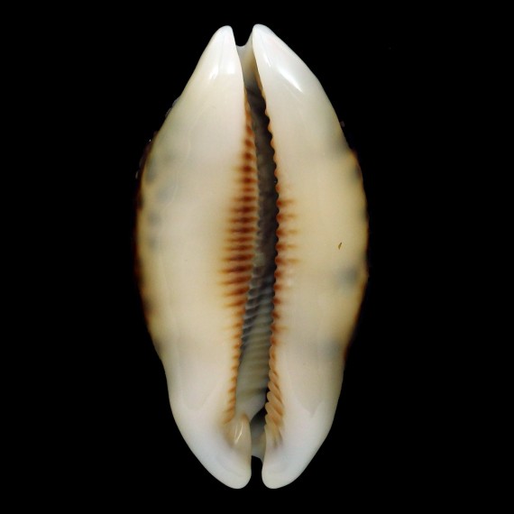 eglantina 55,7mm NIGER