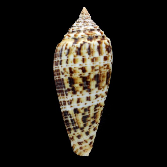 phuketensis 83,1mm