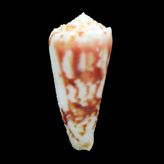 moluccensis merleti 50,1mm