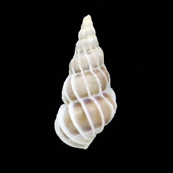 lamellosa 26,6mm