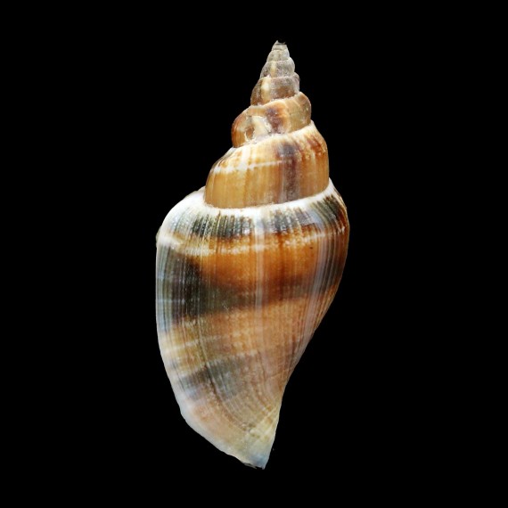 urceus 50,3mm