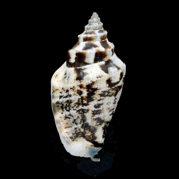 urceus 40,1mm