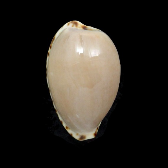 angustata 30,3mm BIG