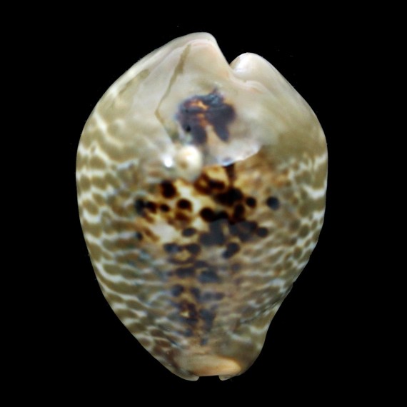 mus donmoorei 54,4mm