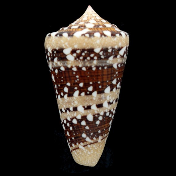 ammiralis 67,0mm SUPERB