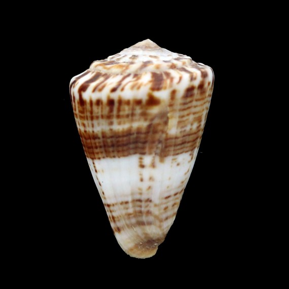 fumigatus 39,7mm