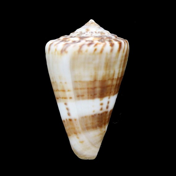 fumigatus 43,3mm