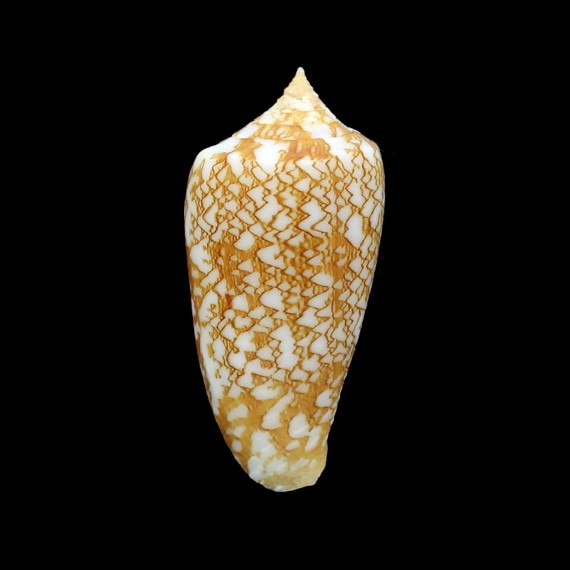 wittigi 31,3mm
