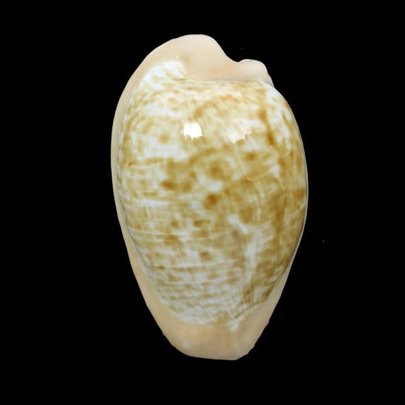 fuscorubra 36,0mm