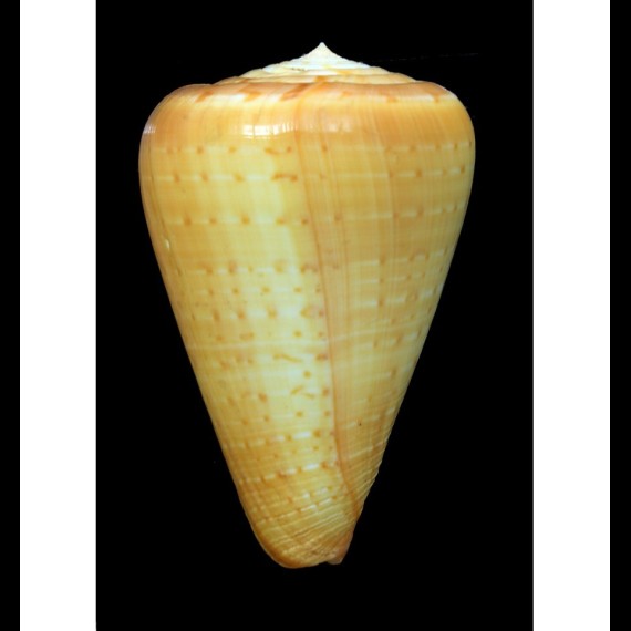 betulinus rufoluteus 95,0mm