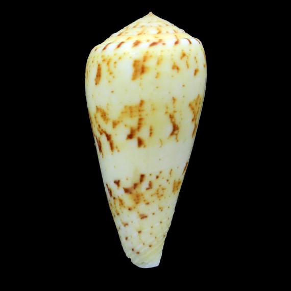 kinoshitai tamikoae 63,5mm