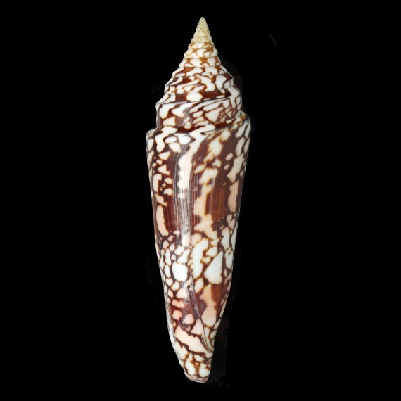 milneedwardsi clytospira 147,80mm