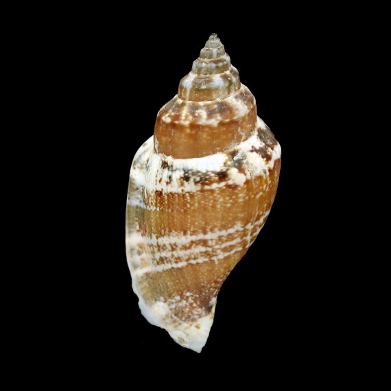 urceus 45,4mm