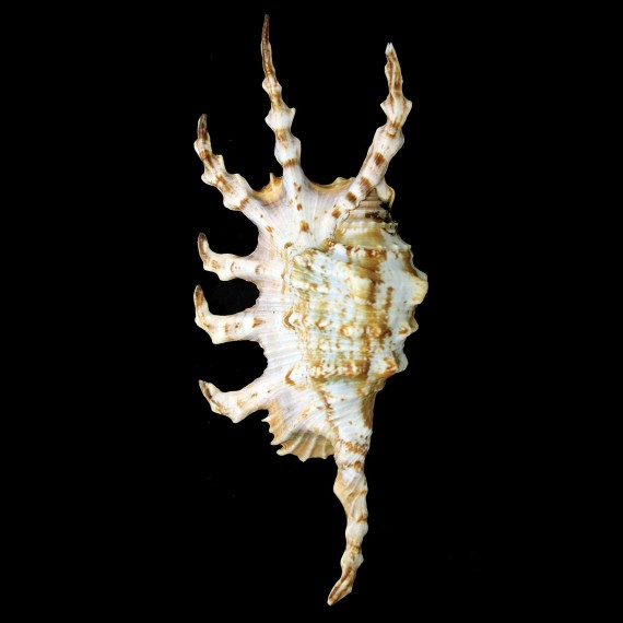 scorpio 152,5mm