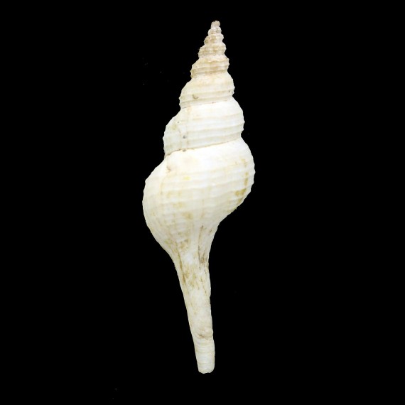 bonaspei 76,7mm