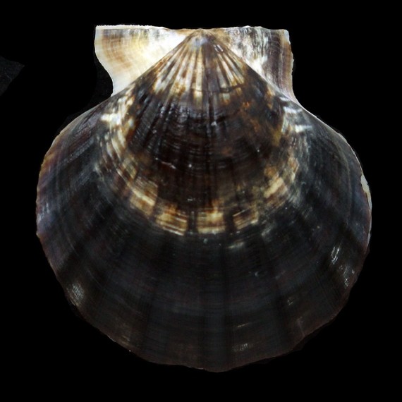 glaber 70,4mm BIG