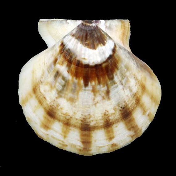 glaber 70,2mm BIG