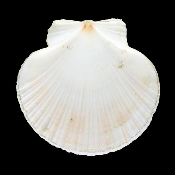 ziczac 86,04mm ALBINO