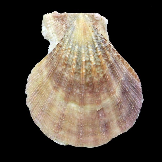 wardiana 57,8mm BIG