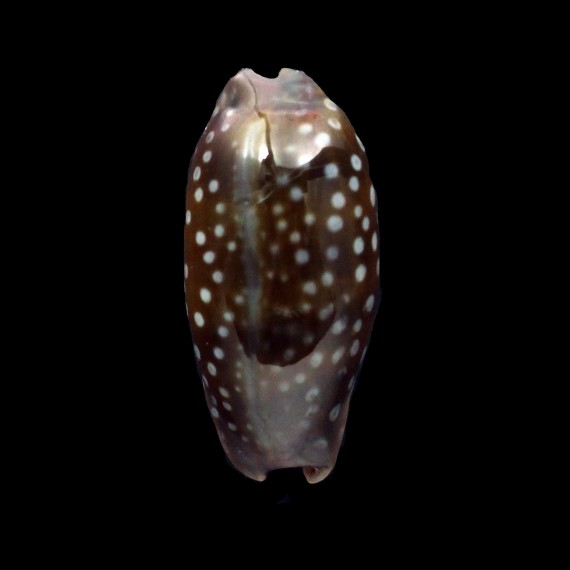 cervinetta 32,6mm DWARF