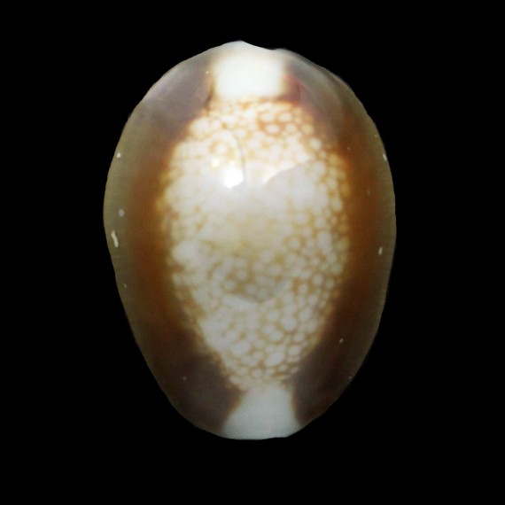 caputserpenstis argentata 32,0mm