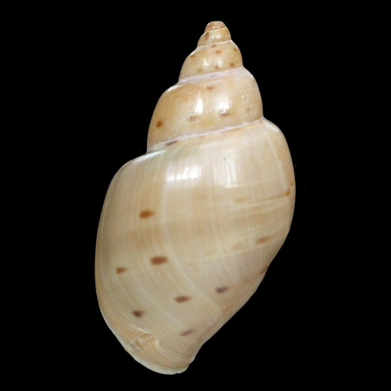 priamus 70,0mm